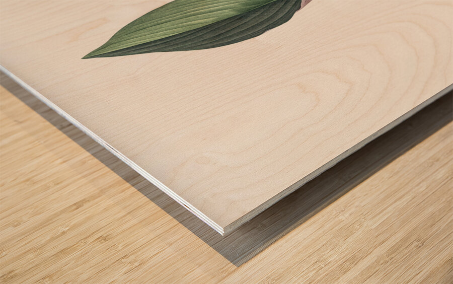 Koemferia longa illustration  Wood print