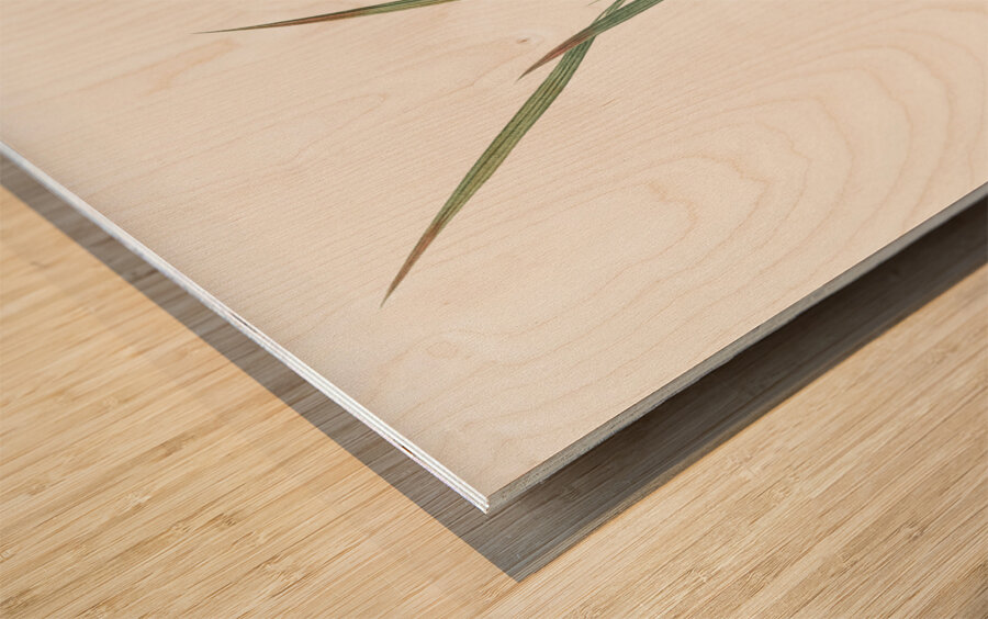 Gladiolus inclinatus illustration  Wood print