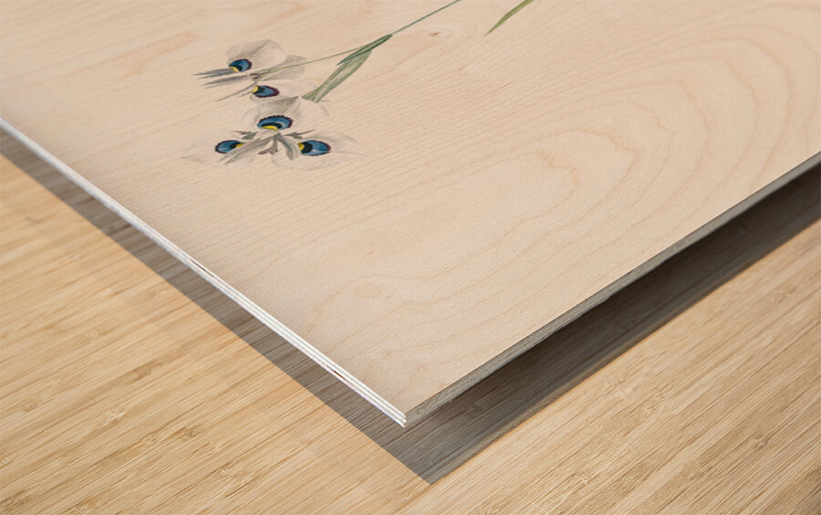 Vieusseuxia glaucopis illustration  Wood print