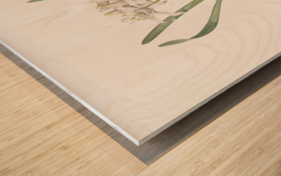 Sea daffodil illustration  Wood print