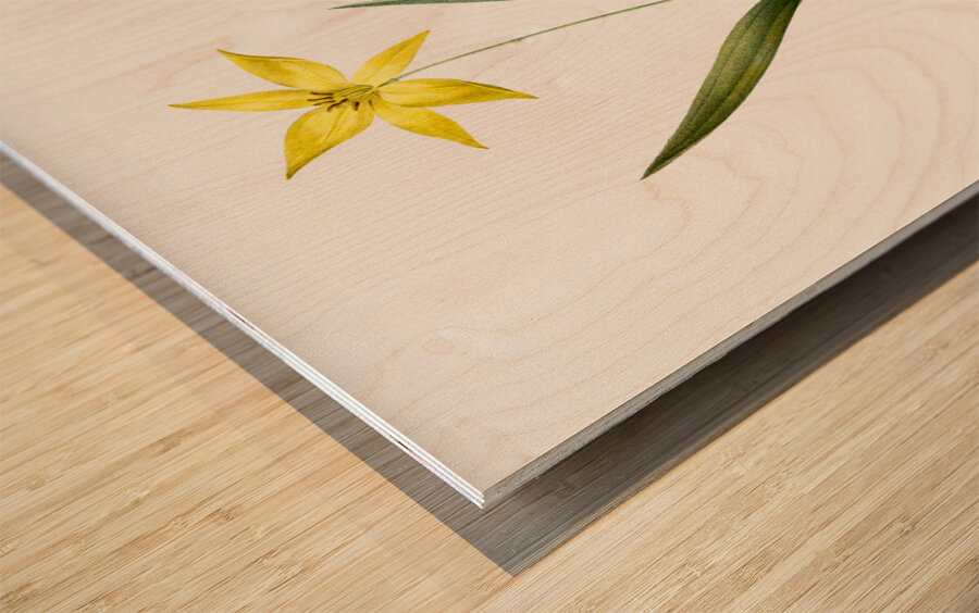 Tulipa celsiana illustration  Wood print