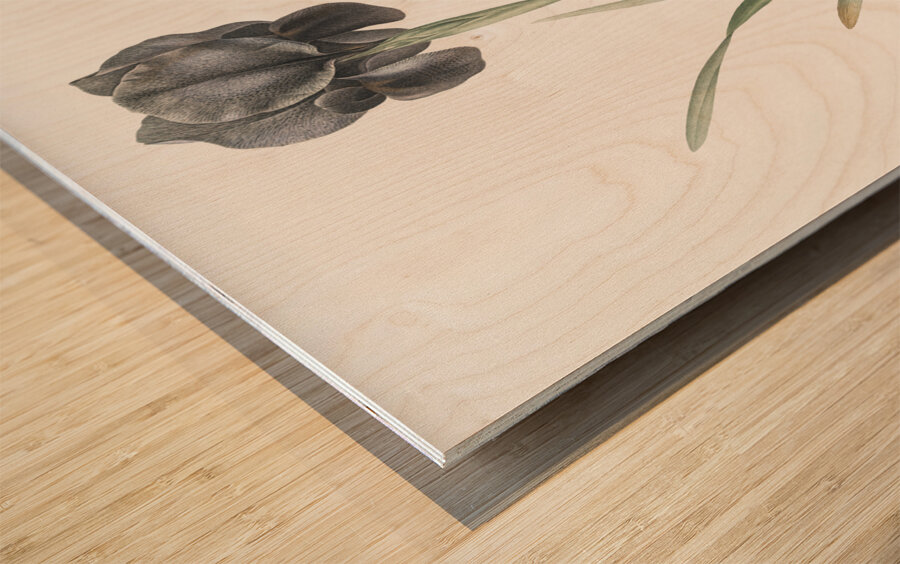 Mourning iris illustration  Wood print