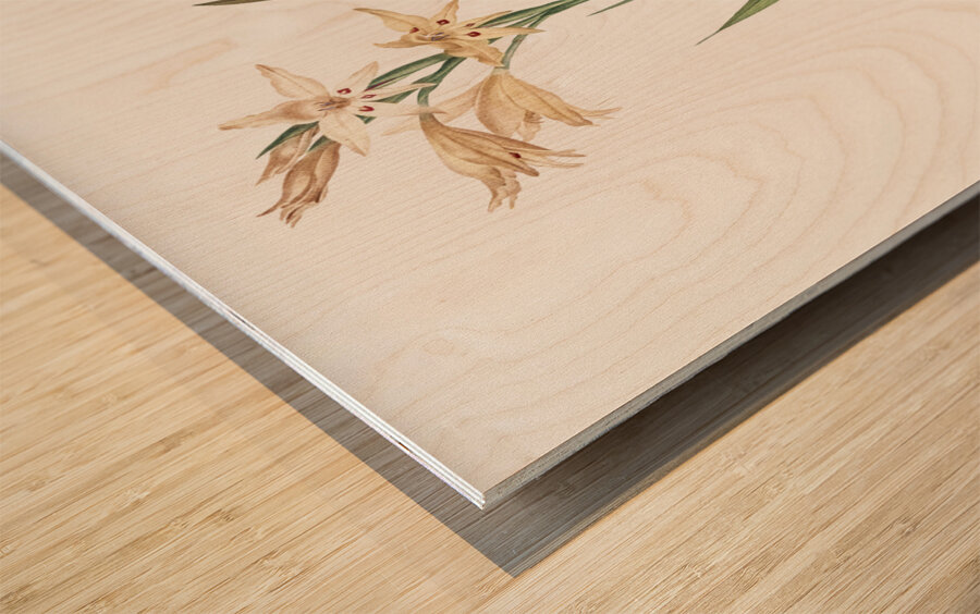 Gladiolus cuspidatus illustration  Wood print