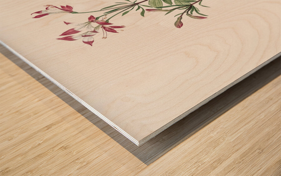 Lily of the Incas illustration  Wood print