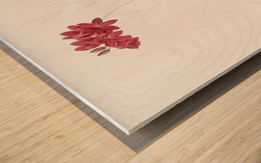 Ixia filiformis illustration  Wood print