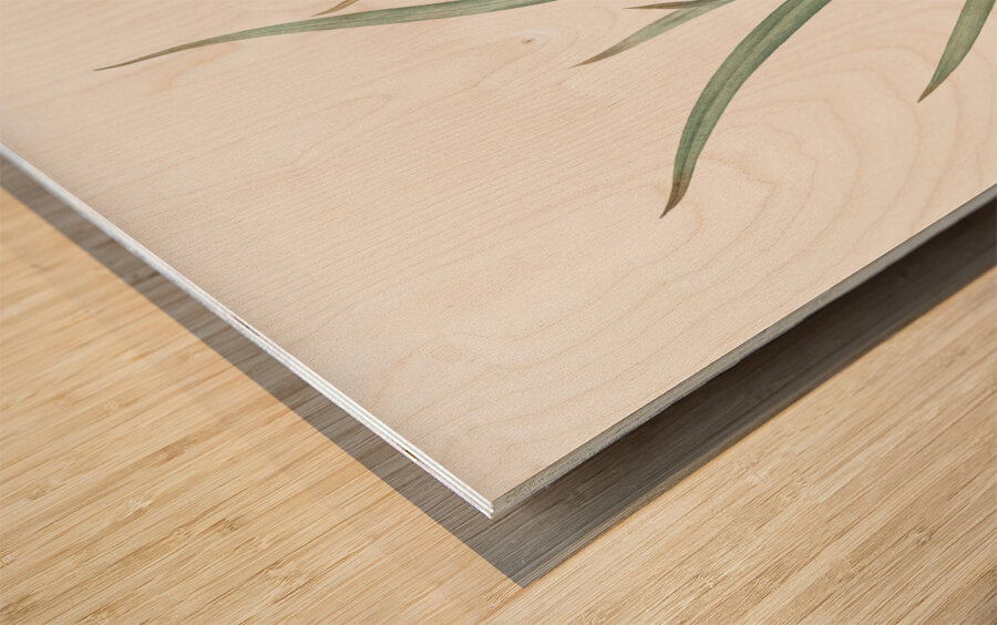 Fortnight lily illustration  Wood print