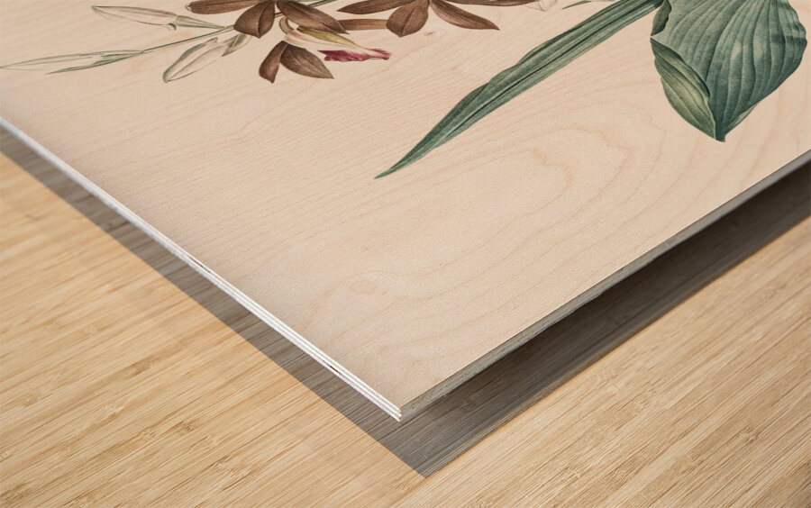 Limodorum tankervilleae illustration  Wood print