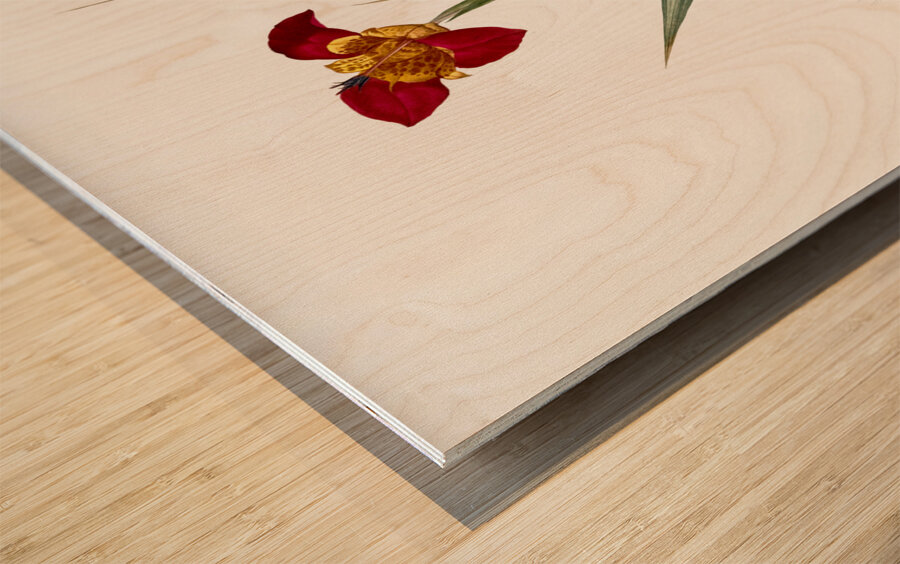 Tiger flower illustration  Wood print