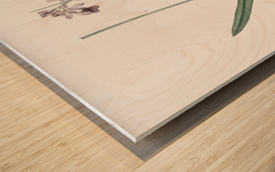 Epidendrum bifidum illustration  Wood print