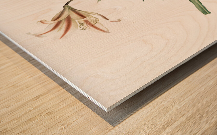 Amaryllis Broussonetii illustration  Wood print