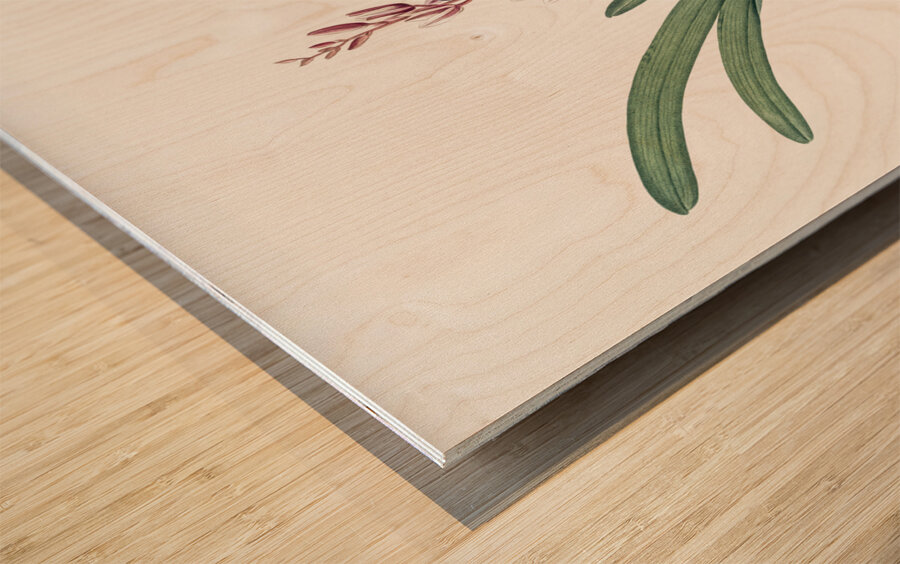 Boat orchid illustration  Wood print