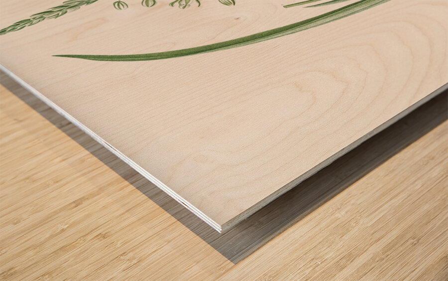 Albuca cornuta illustration  Wood print