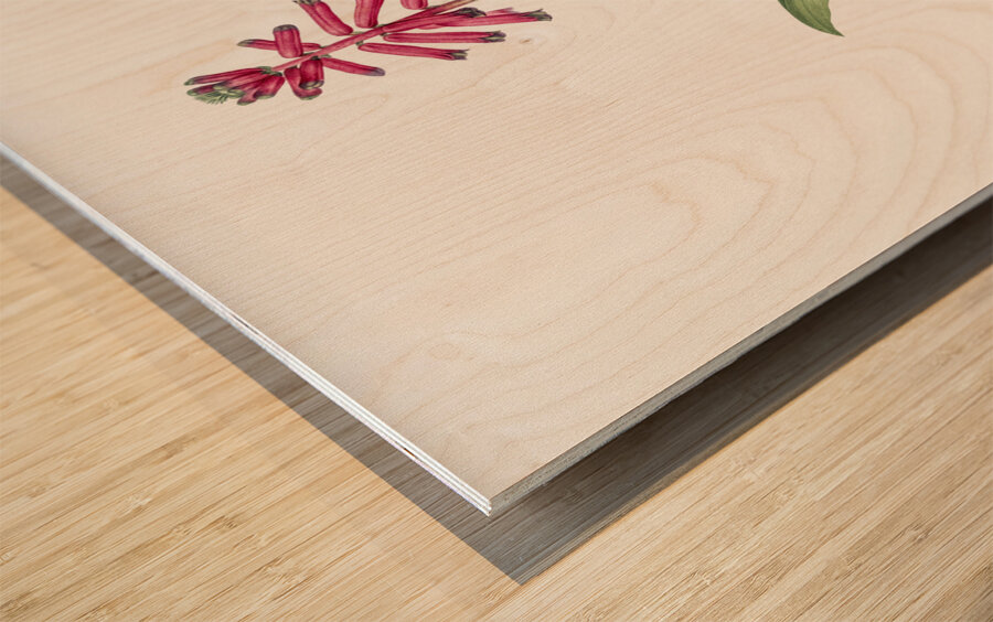 Lachenalia pendula illustration  Wood print