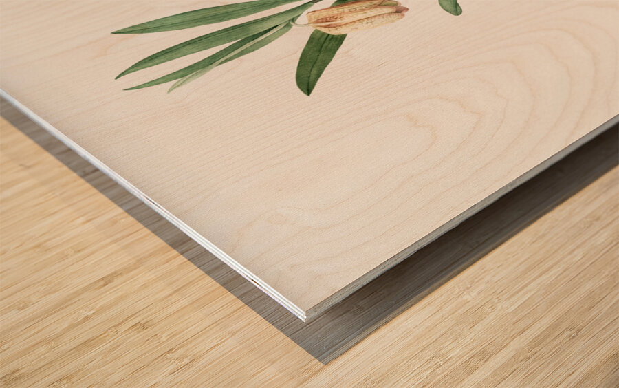 Lachenalia pendula illustration  Wood print