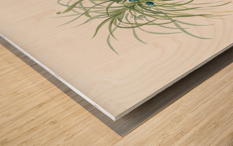 Convallaria japonica illustration  Wood print