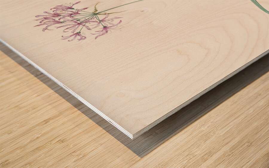 Amaryllis undulata illustration  Wood print