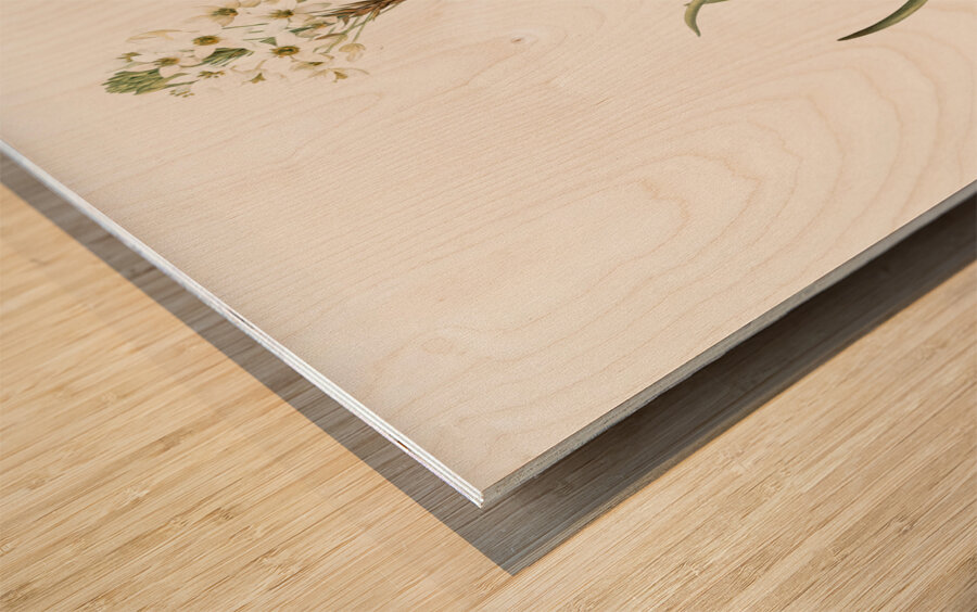 Arabian starflower illustration  Wood print