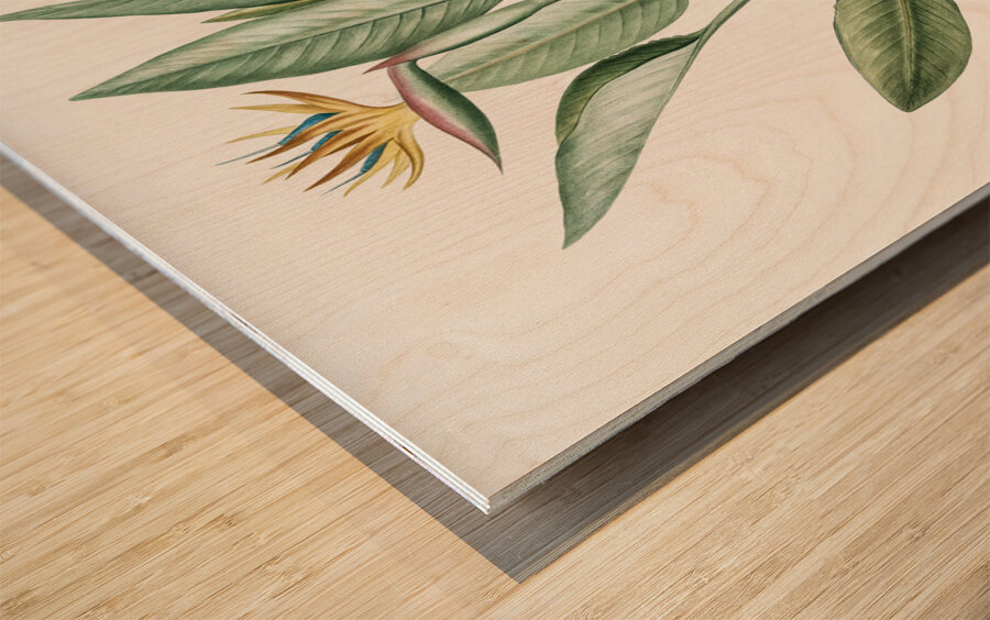 Bird of paradise illustration  Wood print