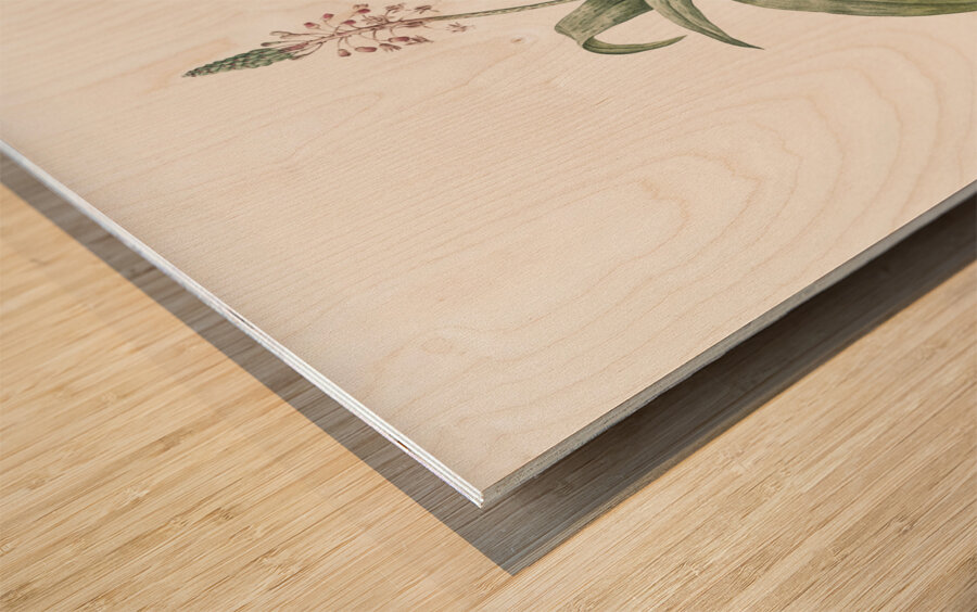 Lachenalia lanceaefolia illustration  Wood print