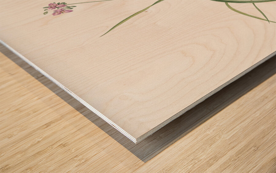 Spiderwort illustration  Wood print