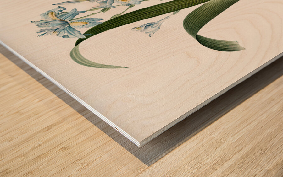 Iris fimbriata illustration  Wood print