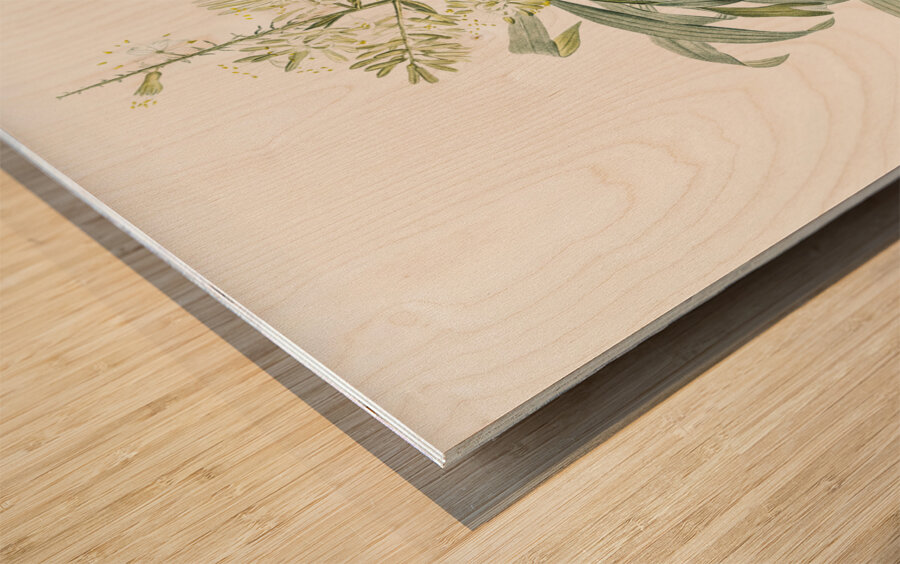 Pleomele illustration  Wood print