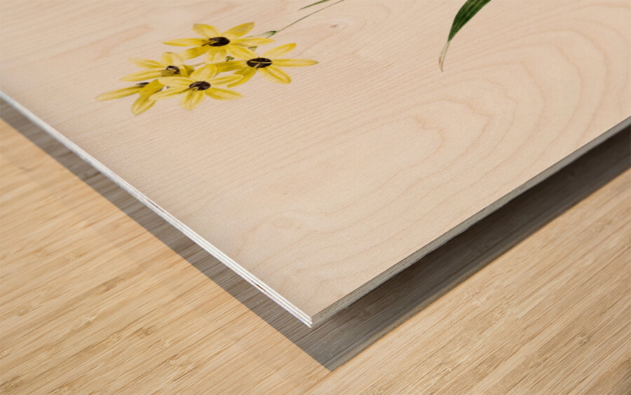 Ixia fusco citrina illustration  Wood print