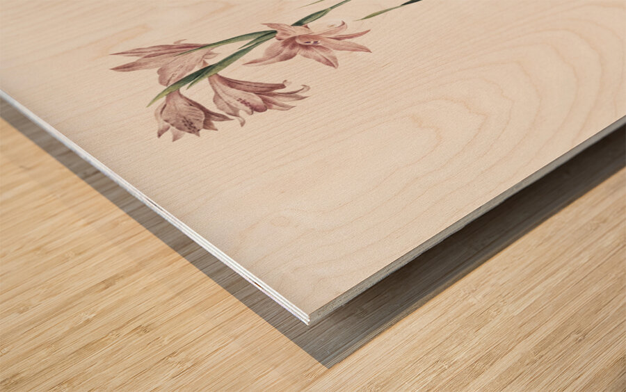 Painted lady illustration  Wood print