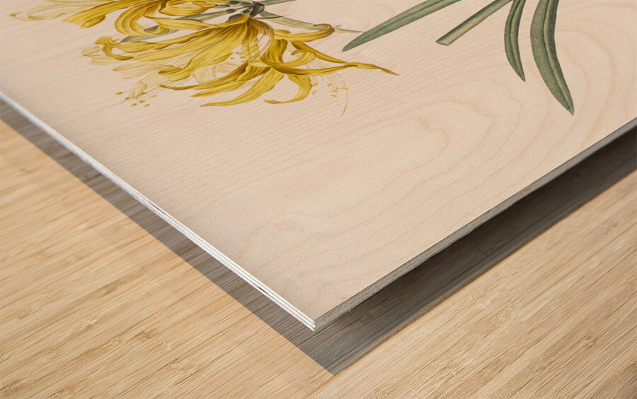 Golden Hurricane Lily illustration  Wood print