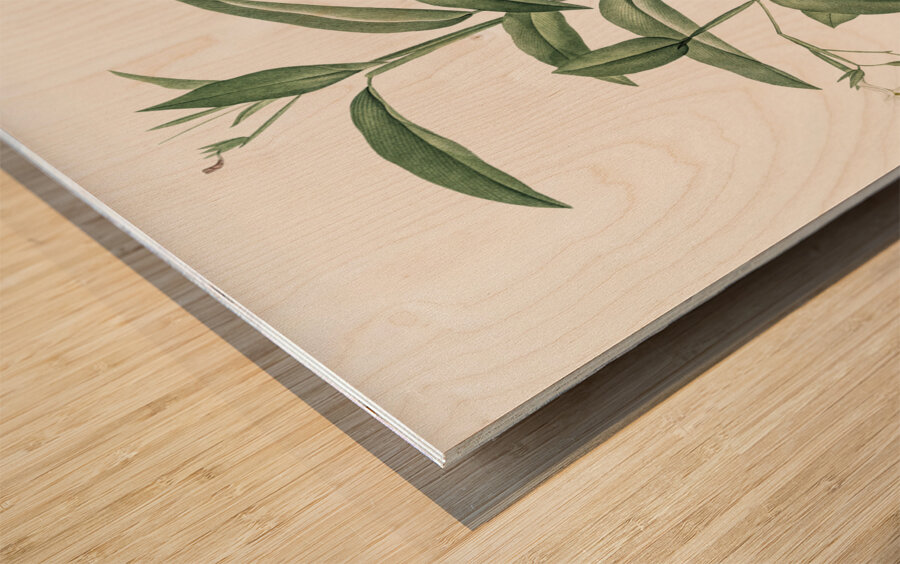 Maranta arundinacea illustration  Wood print