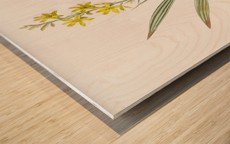 Wachendorfia thyrsiflora illustration  Wood print