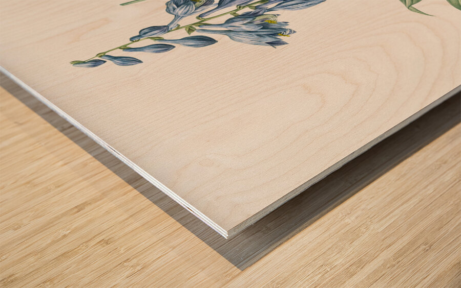 Daylily illustration  Wood print