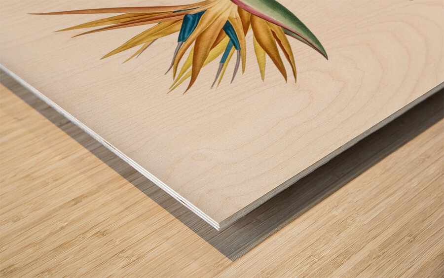 Bird of paradise illustration  Wood print