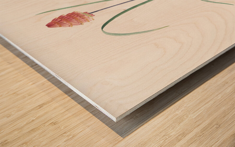 Veltheimia abyssinica illustration  Wood print