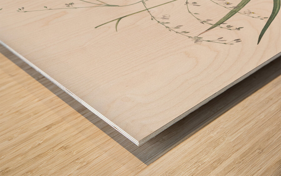 Veltheimia abyssinica illustration  Wood print