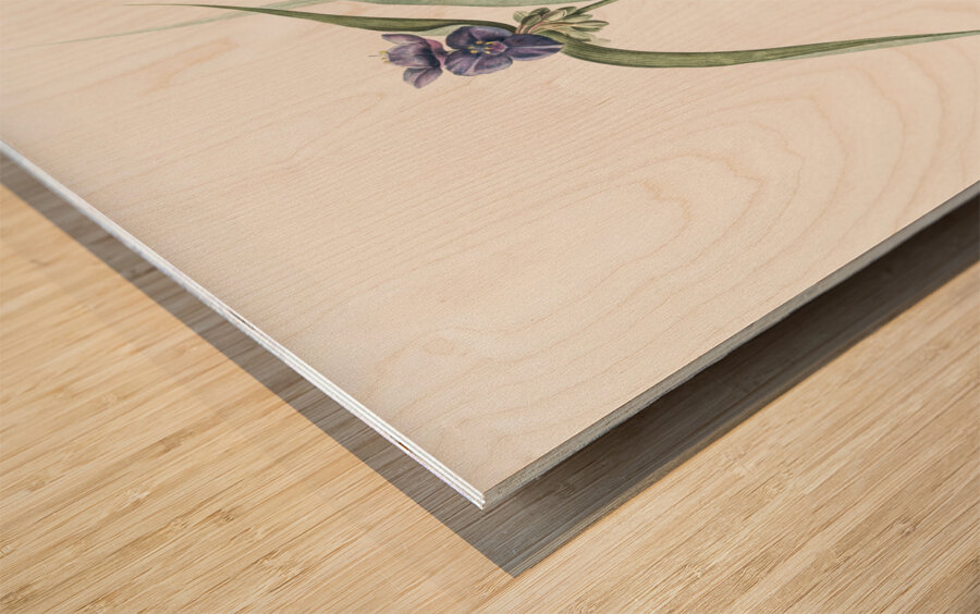 Virginia spiderwort illustration  Wood print