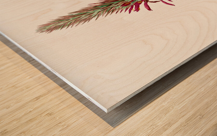 Pitcairnia latifolia illustration  Wood print