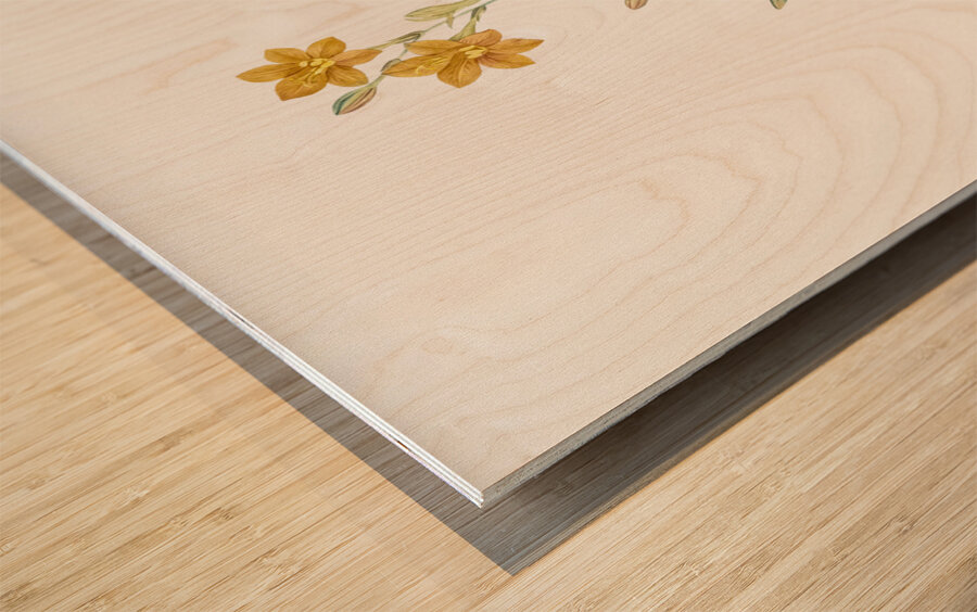 Pitcairnia latifolia illustration  Wood print