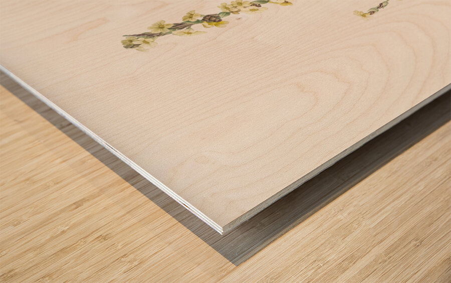 Pale yellow eyed grass illustration  Wood print