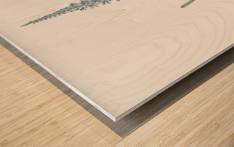 Ixia cepacea illustration  Wood print