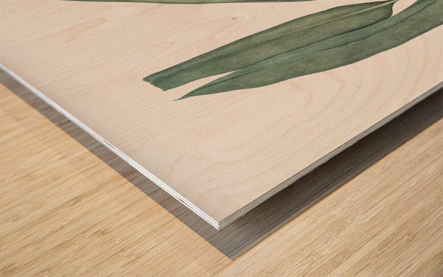 Shellflower illustration  Wood print