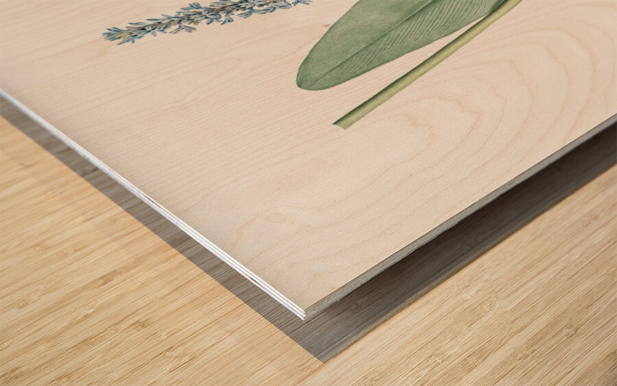 Pickerelweed illustration  Wood print