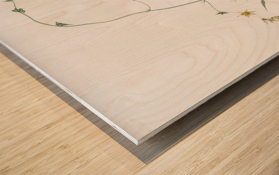 Diasia iridifolia illustration  Wood print