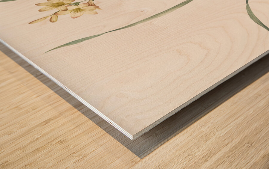 Gladiolus lineatus illustration  Wood print