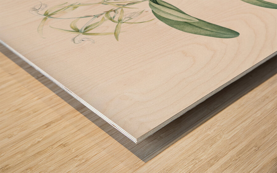 Fringed Star Orchid illustration  Wood print