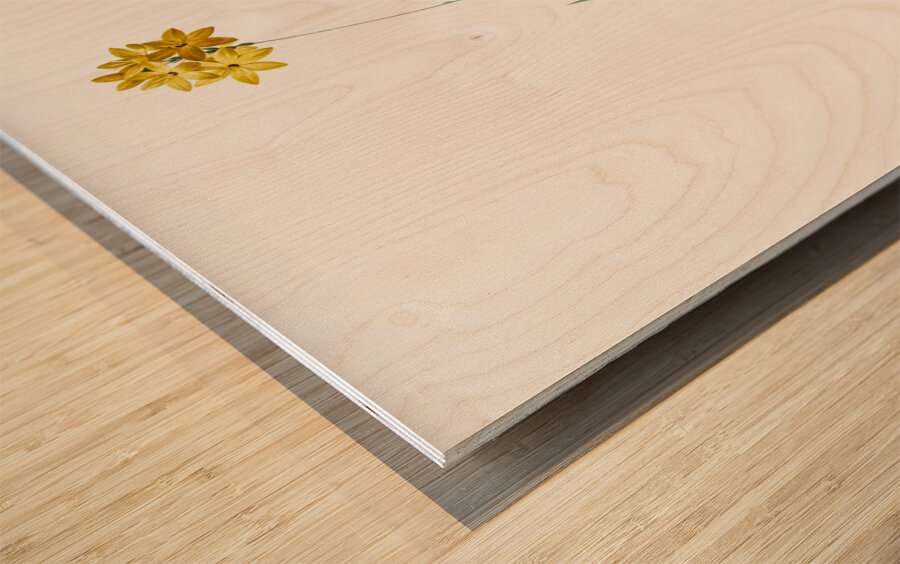 Orange Ixia illustration  Wood print