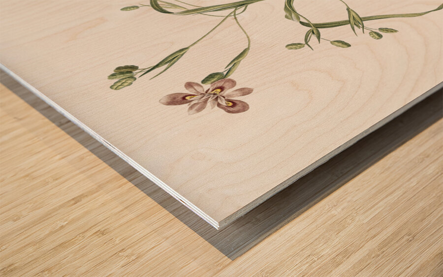 Moraea sordescens illustration  Wood print