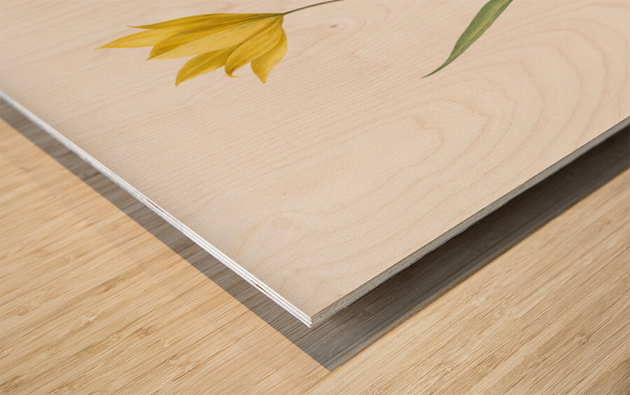 Tulipa sylvestris illustration  Wood print