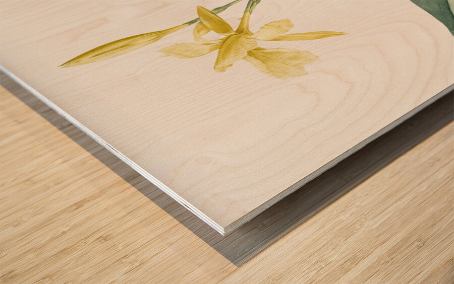 Bandana of the everglades illustration  Wood print