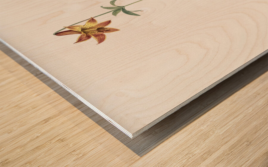Lilium penduliflorum illustration  Wood print